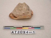 藏品(萬年貝)的圖片